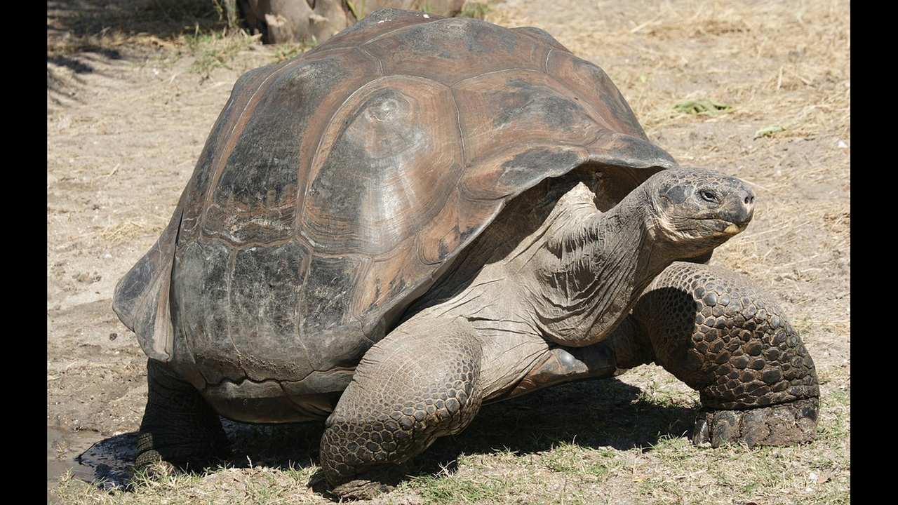 Galapagos tortoise 