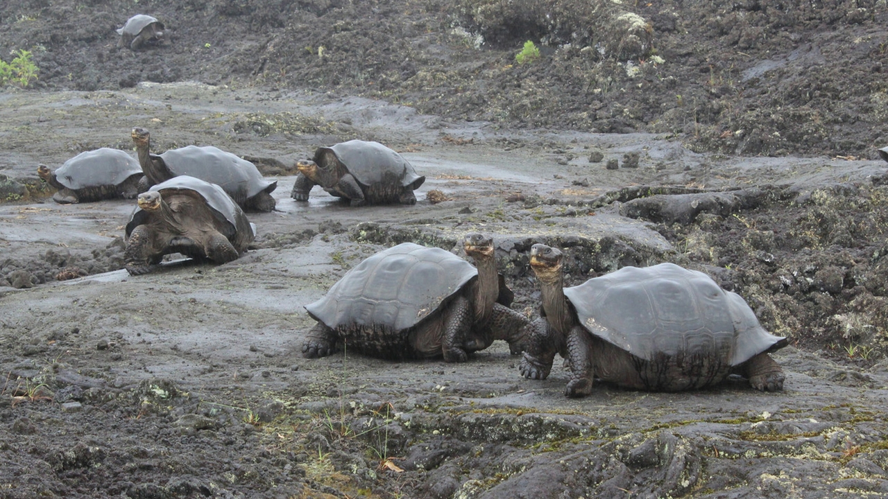 Tortoises on Wolf Volcano 