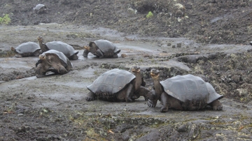 UNM professor contributes to major publication about Galapagos tortoise