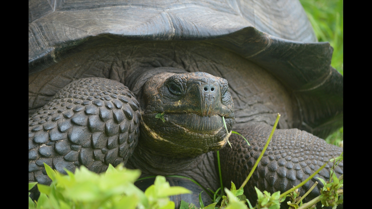 Gentle giant