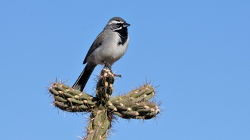 New research shows climate change could lead to Mojave bird extinction 