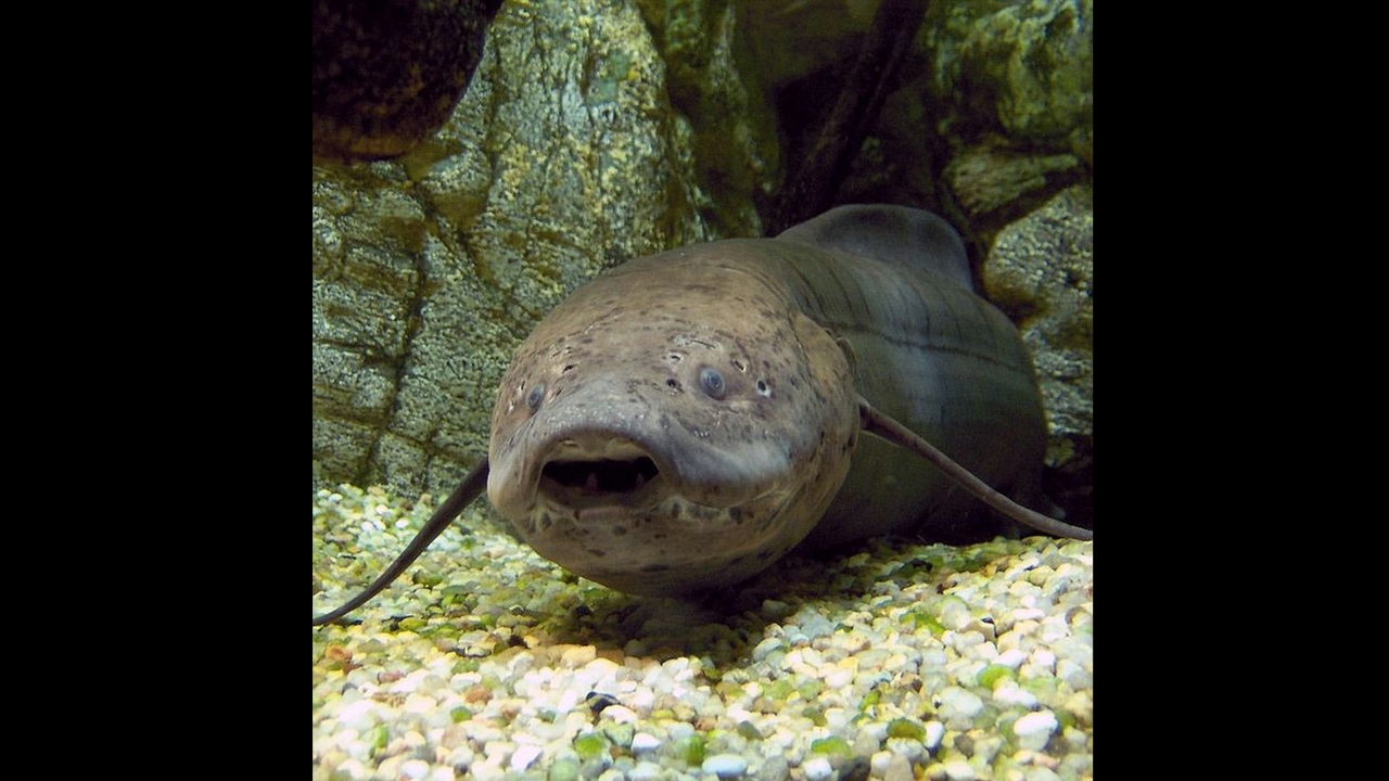 CETI lungfish research