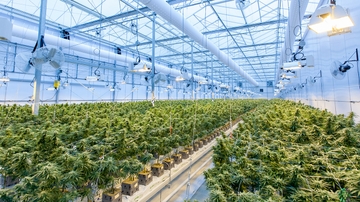 Cannabis legalization decreases the stock market value of major pharmaceutical firms