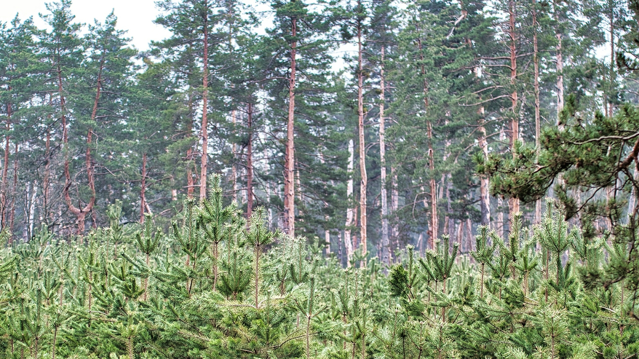 Reforestation efforts