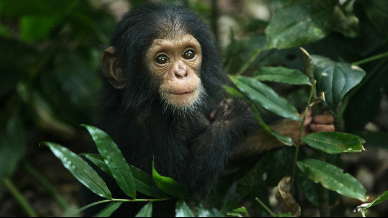 Young chimpanzee