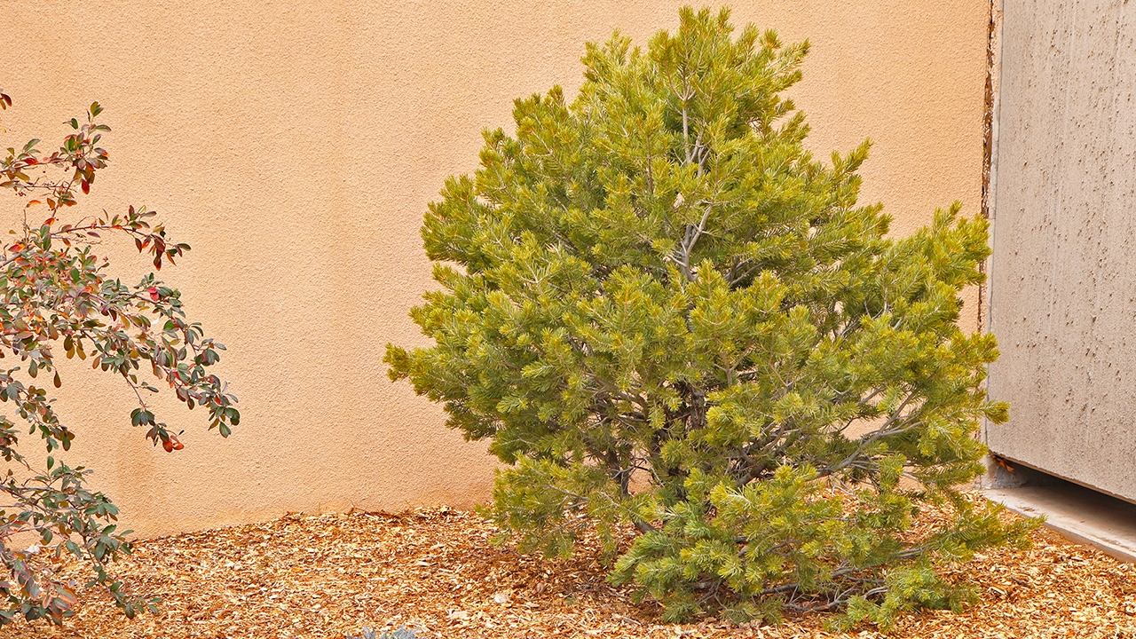 This Piñon Pine tree