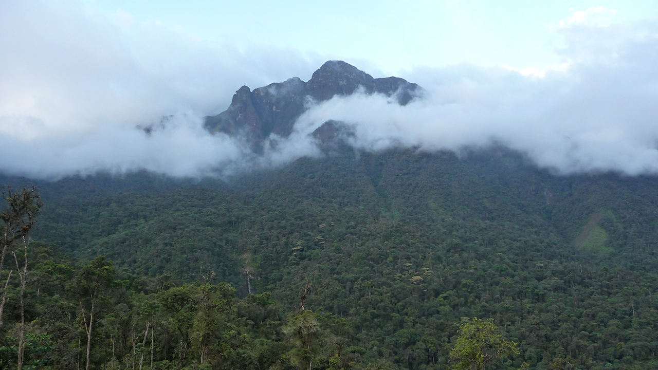 The montane forests of 
