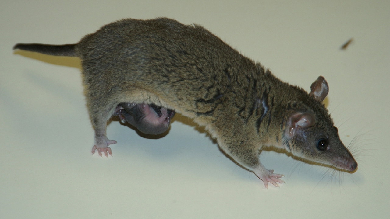 Gray short-tailed opossum 