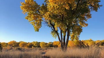 Calling all local residents and UNM community to participate in City Nature Challenge