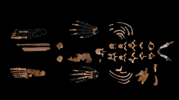 UNM professor continues to find trove of info from El Mirón find
