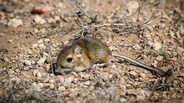 Scientists study how regional climate variability affects animals in North American drylands