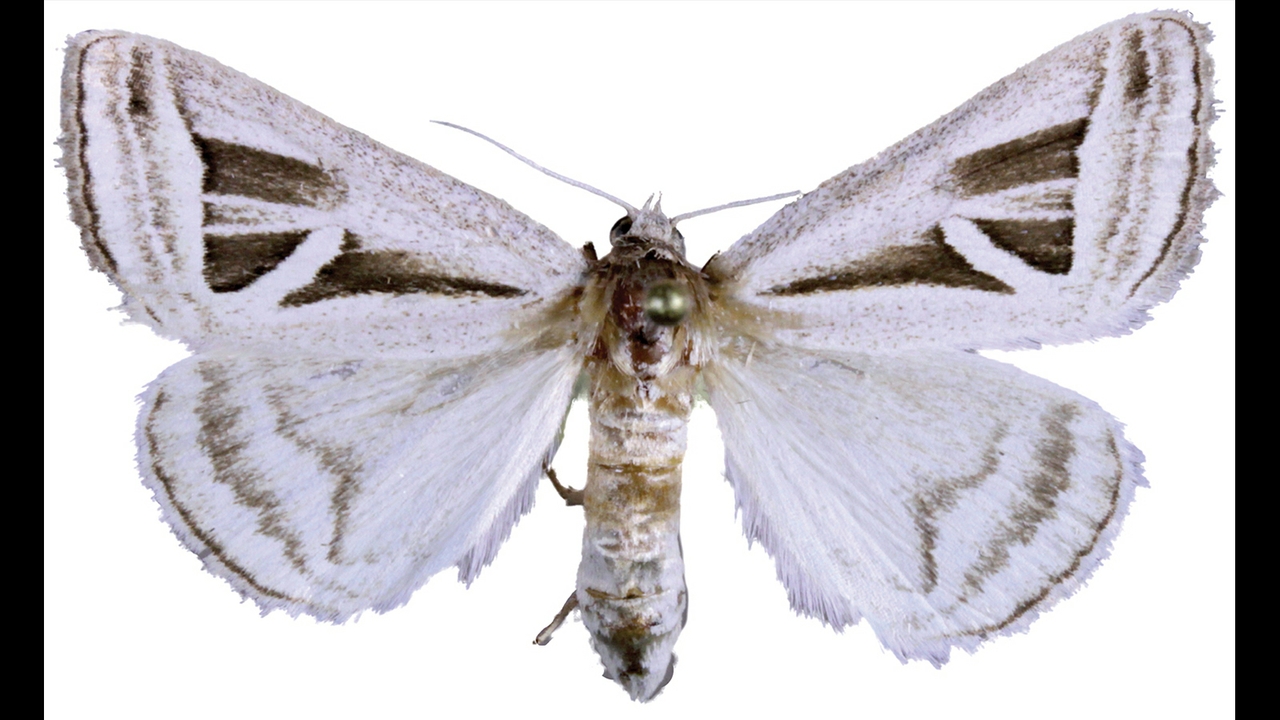 New species found