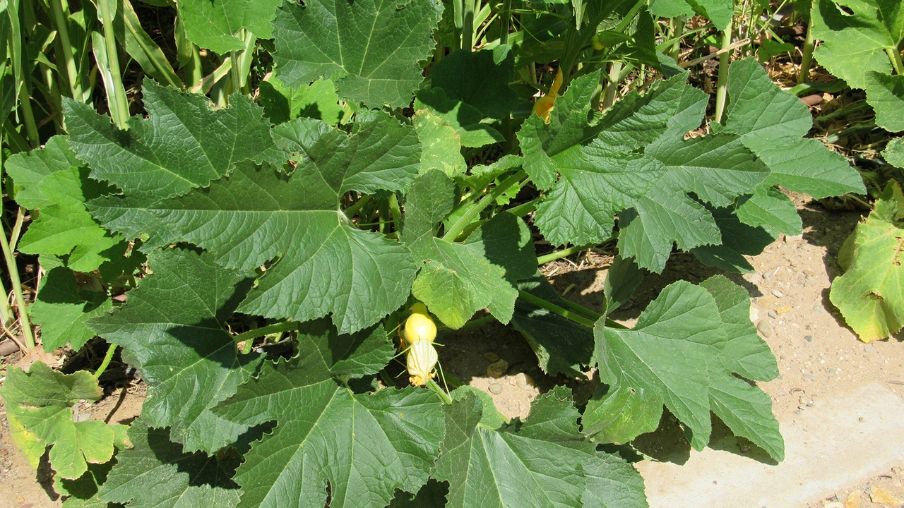 A Garden veggies
