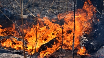 Fire and forest scientists write letter voicing concerns over new U.S. Forest Service directives