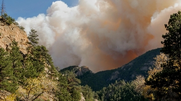 Research shows advisability of replanting conifer forests sooner than later after wildfires
