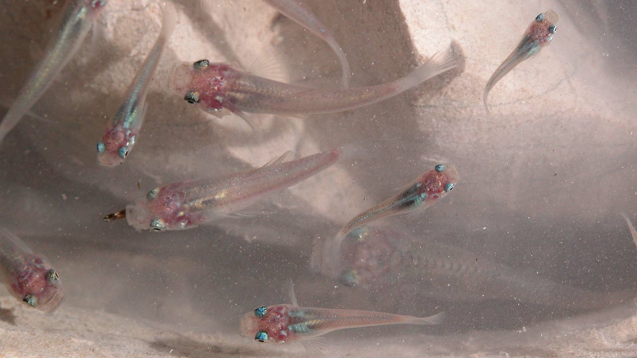 pale fish