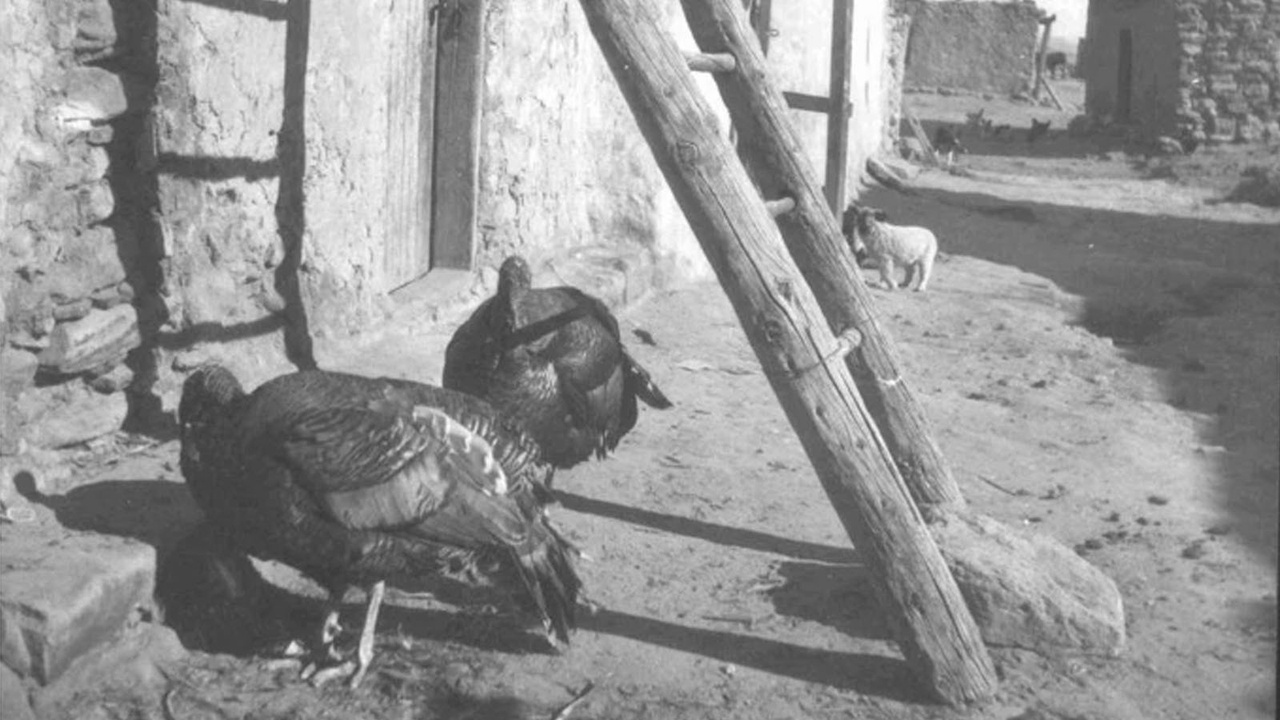 Free range turkeys