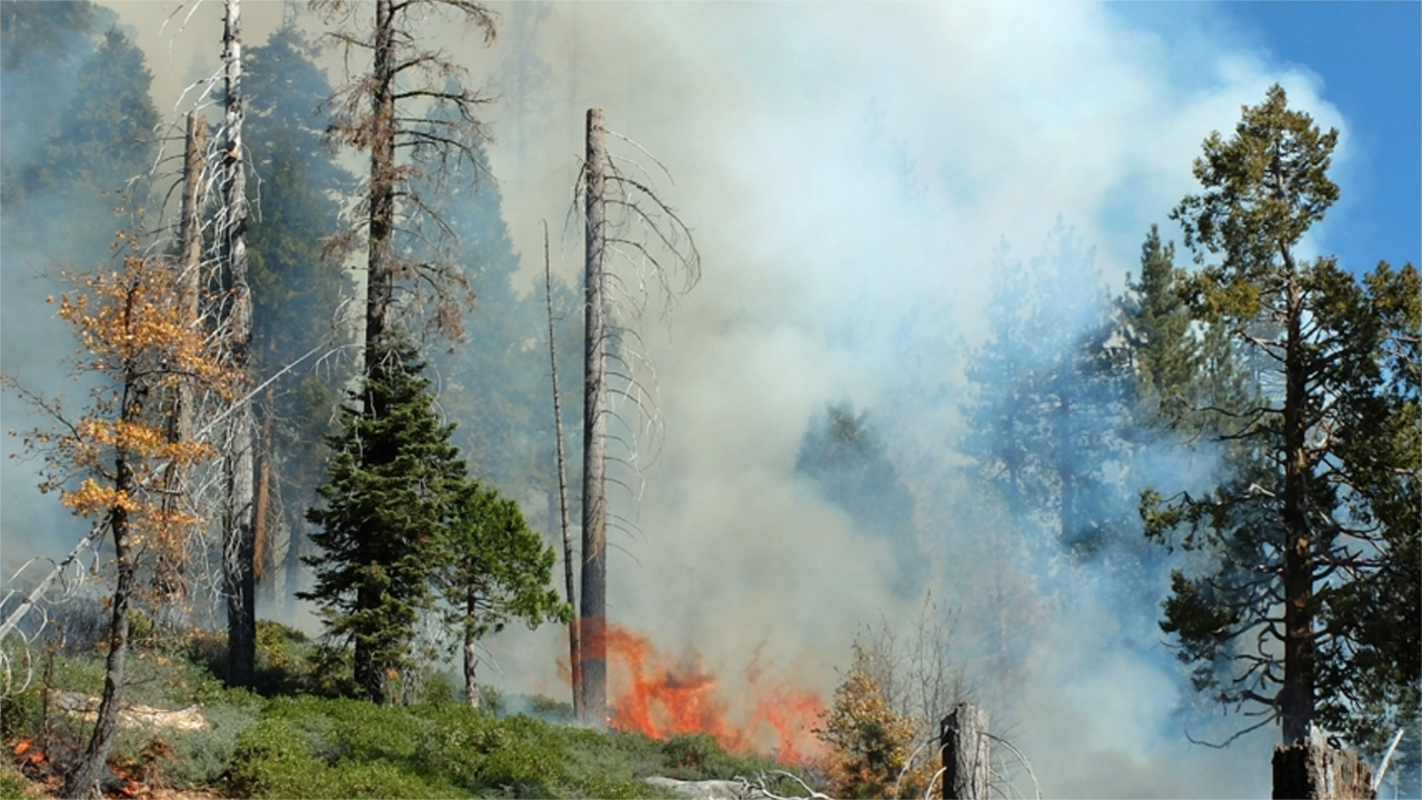 Wildfire smoke