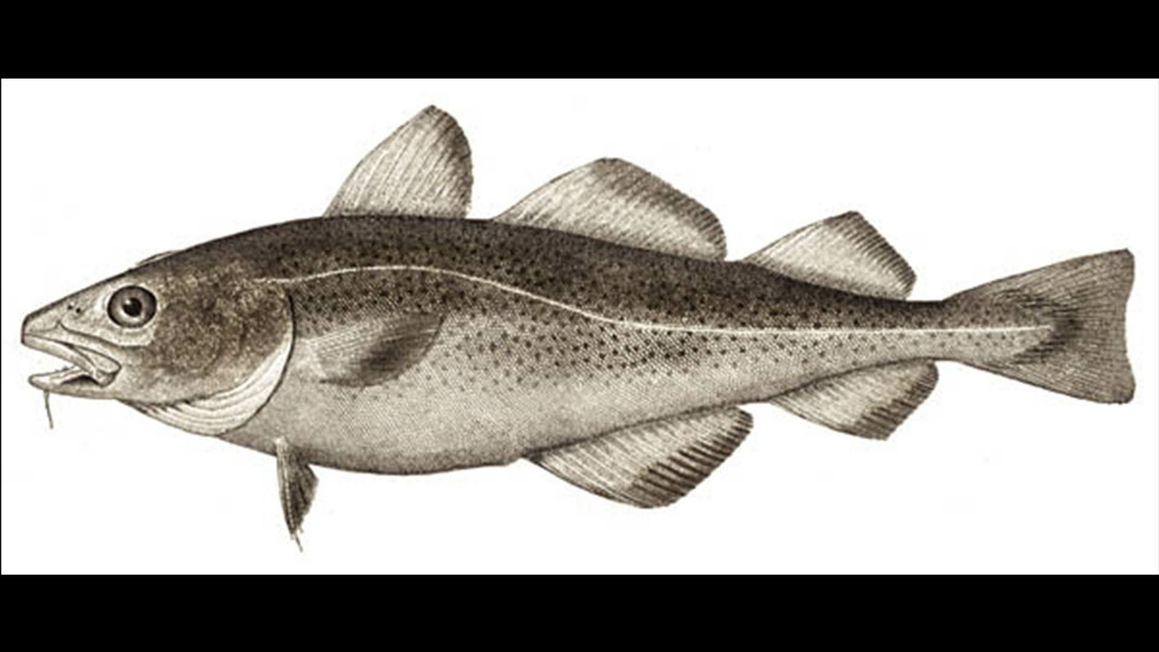 Atlantic cod