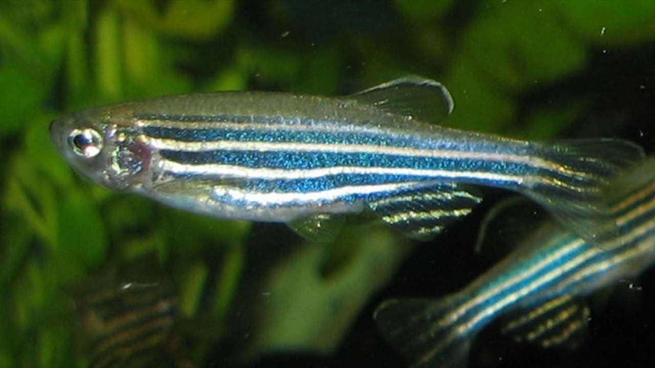 Zebrafish