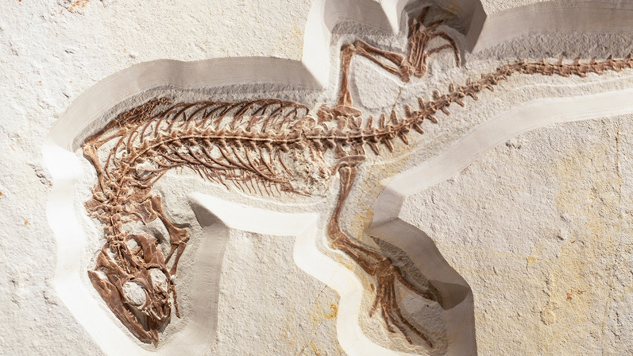 Fossil