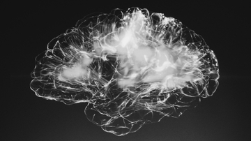 Explore or exploit: How our brain makes choices