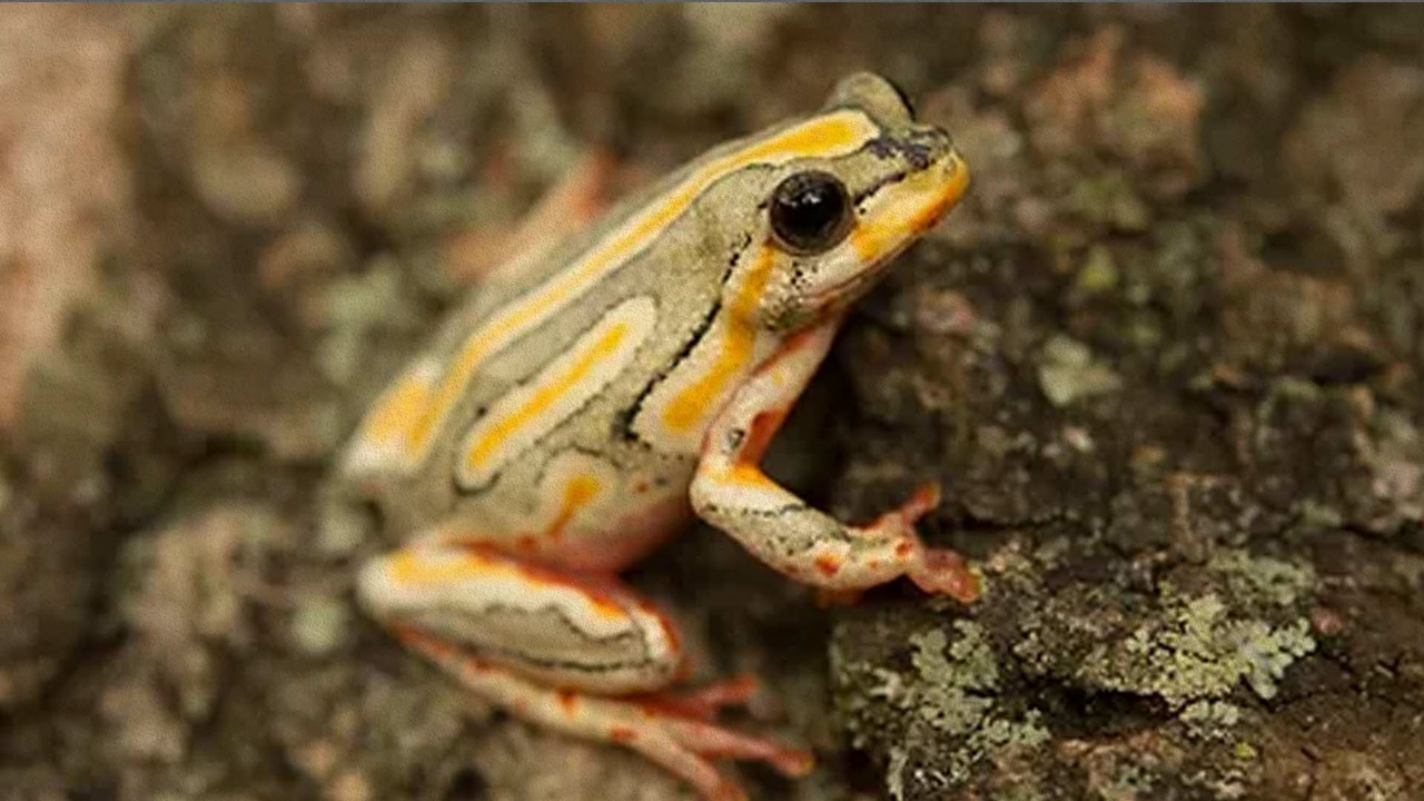 Amphibian studies
