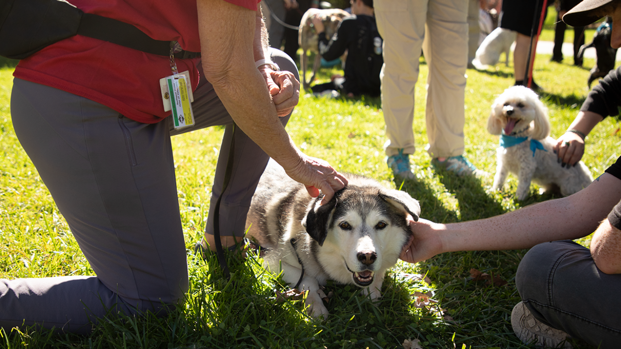 Kona enjoy scratches from students