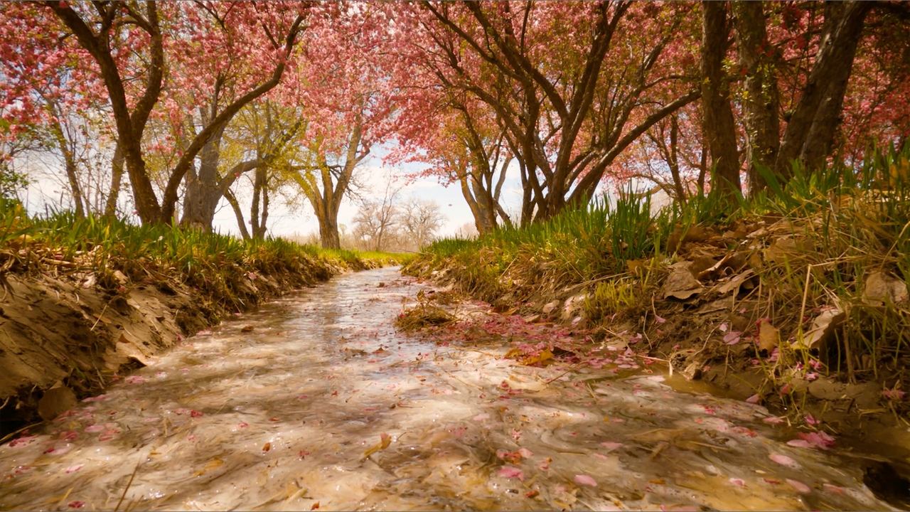 Acequia legacy