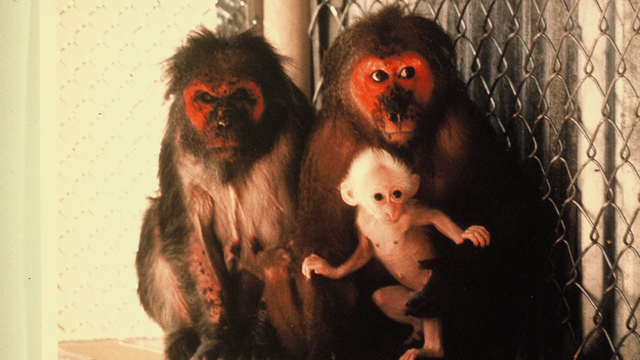 Monkey test subjects