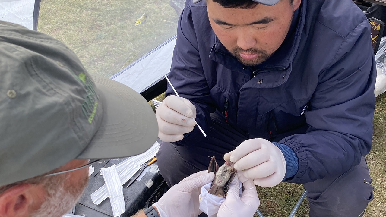 Researchers swab a bat 