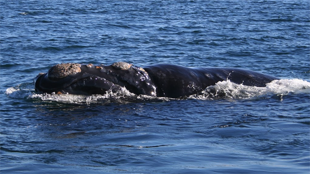 Southern Right Whale