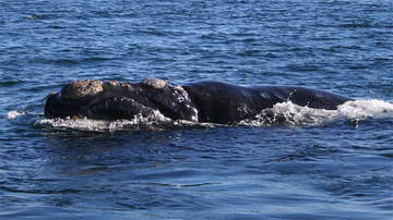 UNM biologists part of groundbreaking whale study published in PNAS