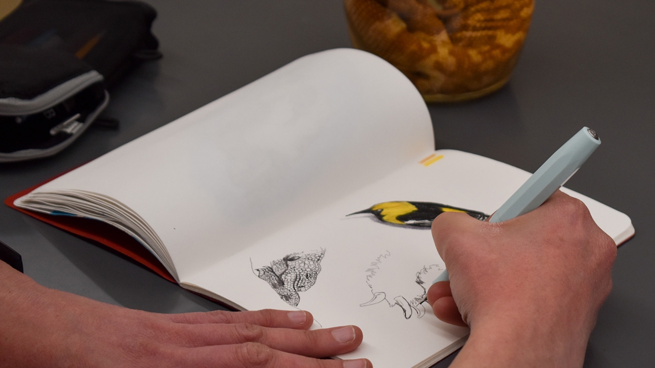 A student sketches a specimen 