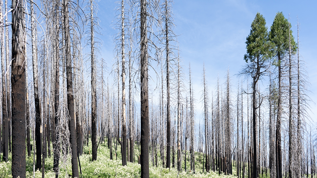Scientists are finding forest regeneration