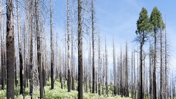 Hotter and drier conditions limit forest recovery from wildfires