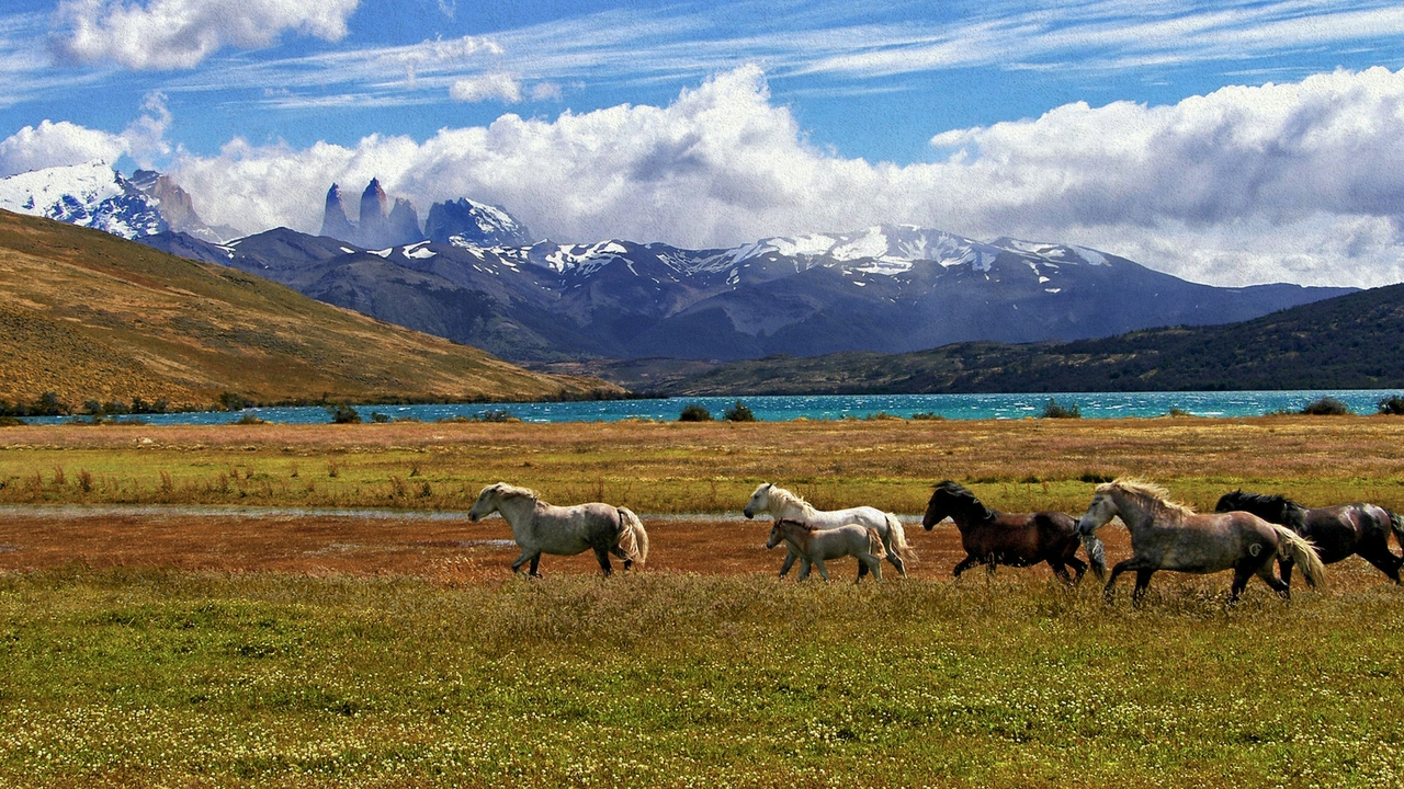 Wild horses
