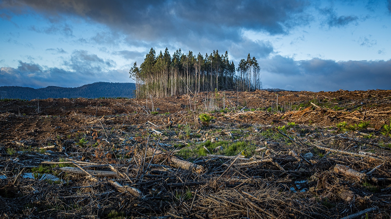 Deforestation is one 