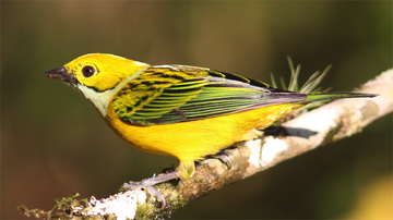 Researchers utilize radio tracking to determine the impacts of deforestation on tropical birds in Costa Rica