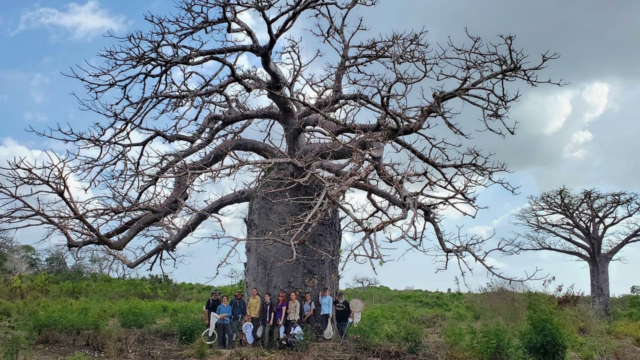 Baobob tree with Miller team