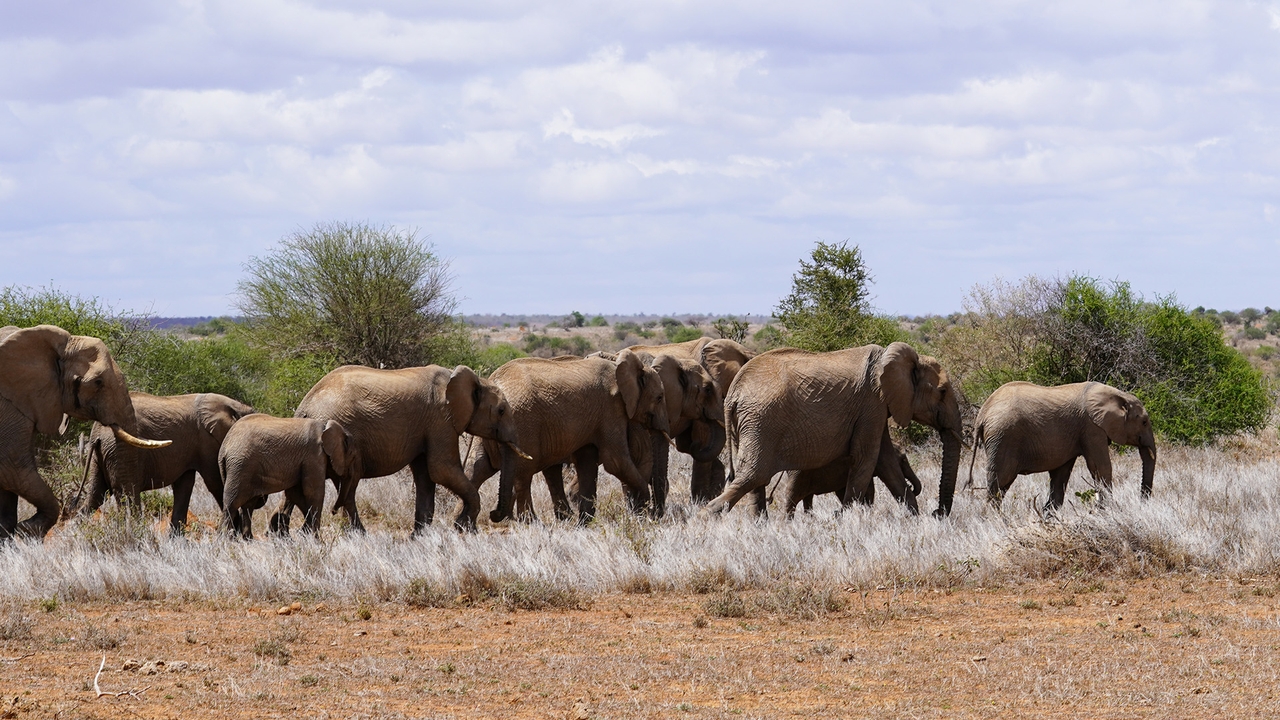 Mpala elephants