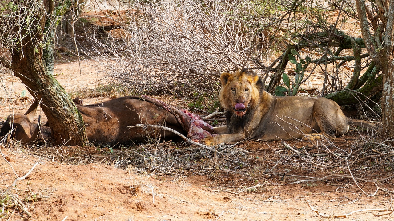 Mpala lion
