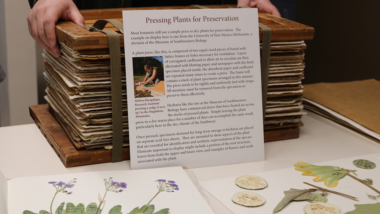 Pressing Plants