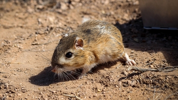 New study by UNM alumna is first of its kind to trace amino acids synthesized by gut microbes in wild animals