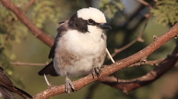 UNM Department of Biology Ph.D. candidate discovers new bird family