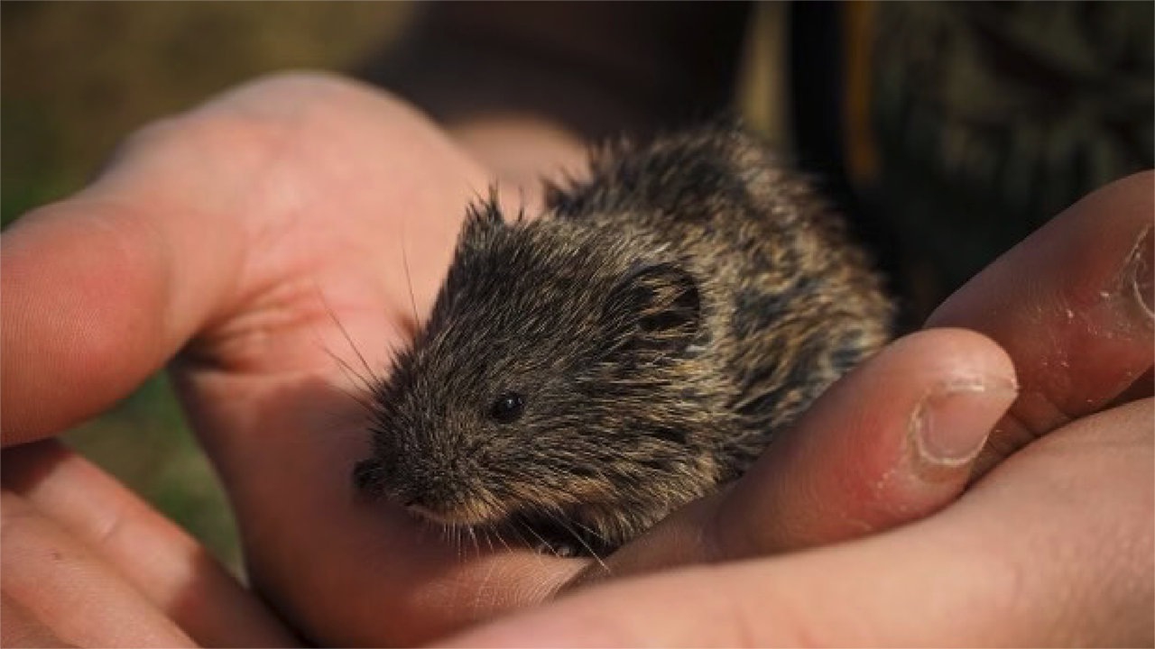 Tundra vole 