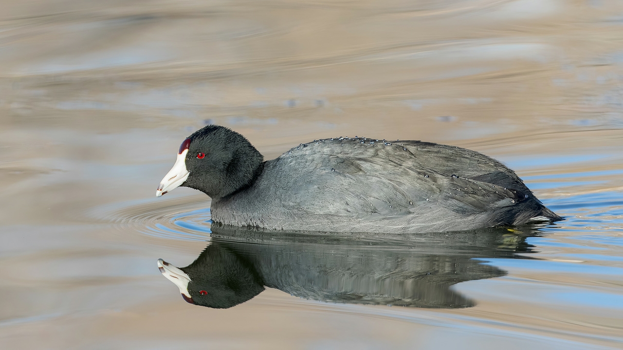 American Coot (Fulica americana),