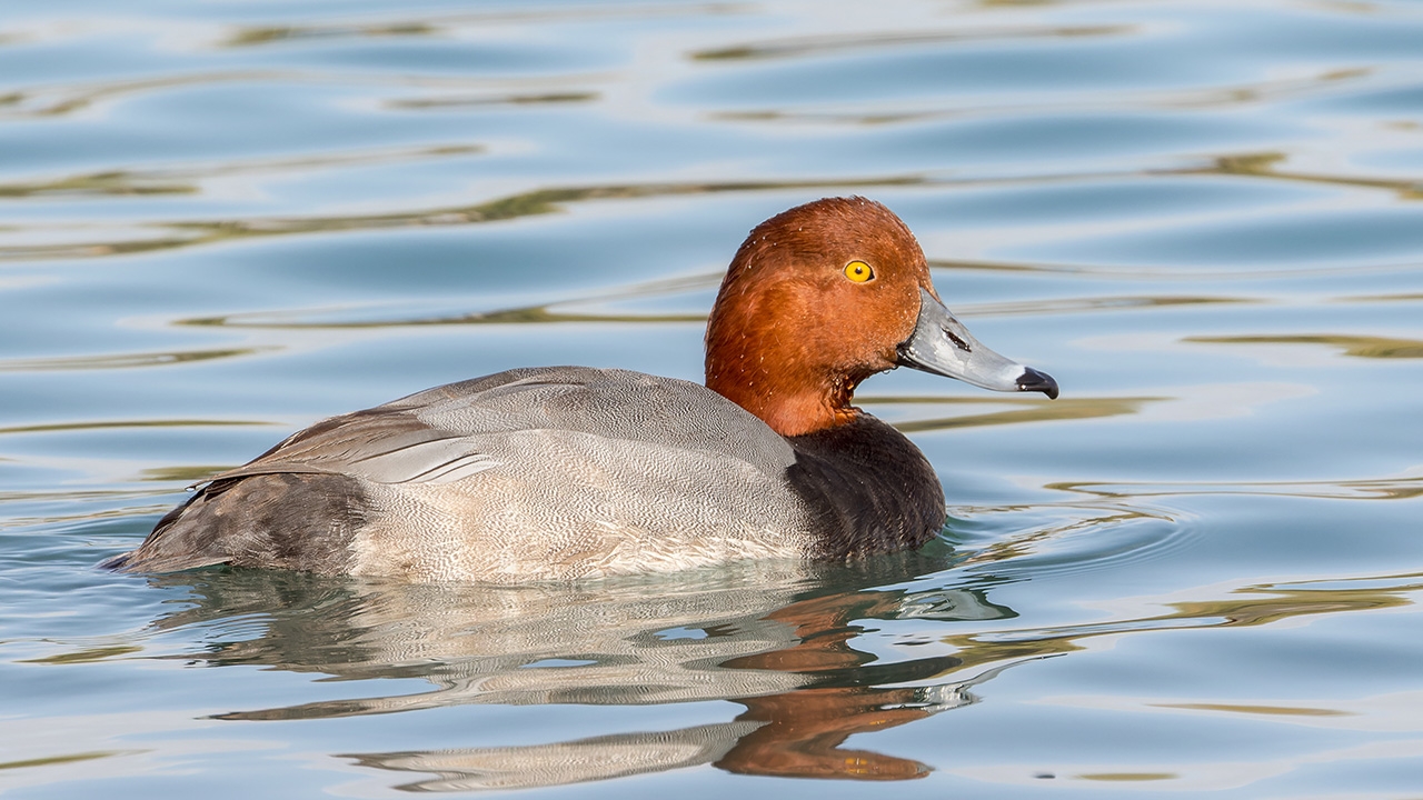 Male Redhead (Aythya americana), 
