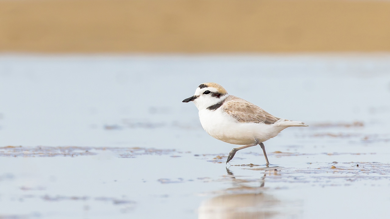 The Snowy Plover 