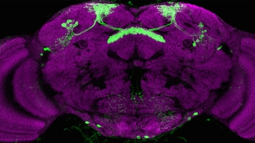 Neuroscience lab research looks into factors in sleep behavior